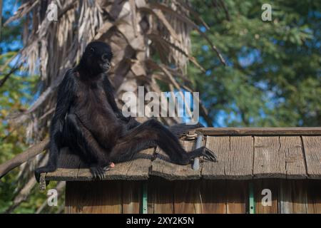 Spider monkey sitting on the roof of a wooden house in Lisbon Zoo Stock Photo
