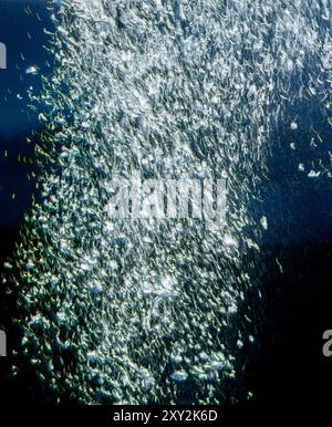 Air bubbles floating and splashing up in water over black background Stock Photo