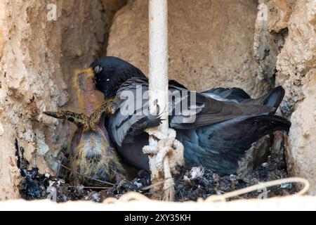 Close-up of a pigeon (Columba liva) feeding her squab Stock Photo