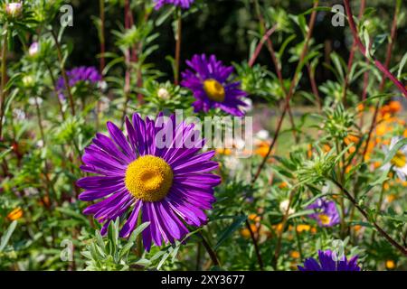 Purple flower of Callistephus chinensis Aster 'Madeleine Giant Single'. Photographed in August sun at Capel Manor, Enfield, London UK. Stock Photo