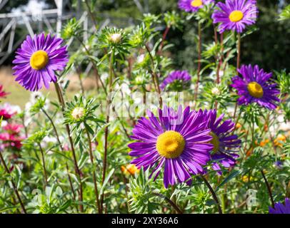 Purple flower of Callistephus chinensis Aster 'Madeleine Giant Single'. Photographed in August sun at Capel Manor, Enfield, London UK. Stock Photo