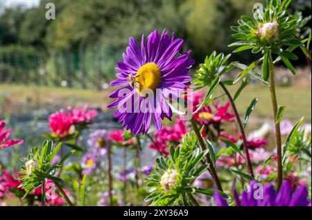 Purple flower of Callistephus chinensis Aster 'Madeleine Giant Single'. Photographed in August sun at Capel Manor, Enfield, London UK. Stock Photo