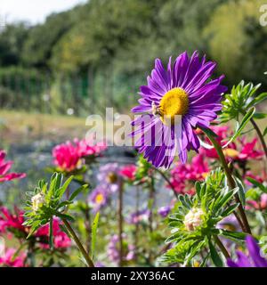 Purple flower of Callistephus chinensis Aster 'Madeleine Giant Single'. Photographed in August sun at Capel Manor, Enfield, London UK. Stock Photo