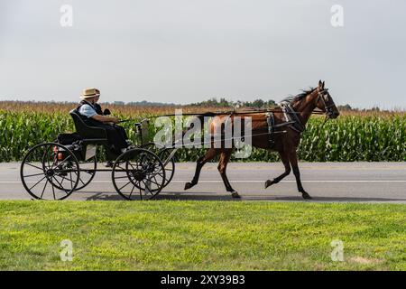 Amish Buggy on road with tall corn stalks in background in Lancaster County, Pennsylvania Stock Photo