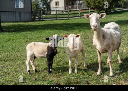 Cute lambs standing with mother sheep looking at camera in summer pasture Stock Photo