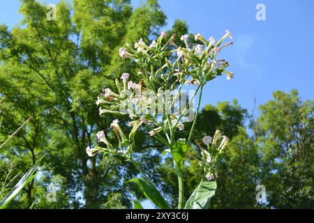 tobacco blossom Stock Photo