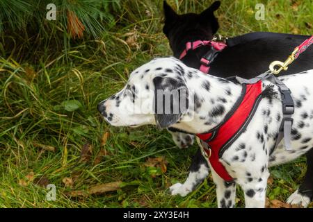 Dogs are spending a good time in the park there are  some dogs walking people around the dogs family time sunny day summer landscaping hiking Stock Photo