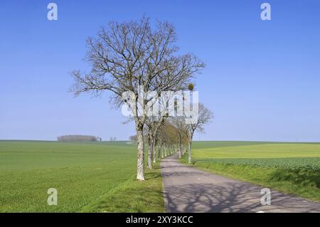 Burgundy avenue in spring in the fields, Burgundy, tree-lined road in spring Stock Photo