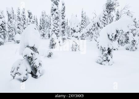 Winter landscape, Muddus National Park, Laponia World Heritage Site, Norrbotten, Lapland, Sweden, November 2017, Europe Stock Photo