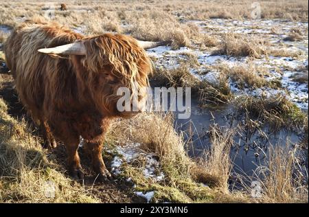 Highland cattle outdoors on pasture in winter Stock Photo