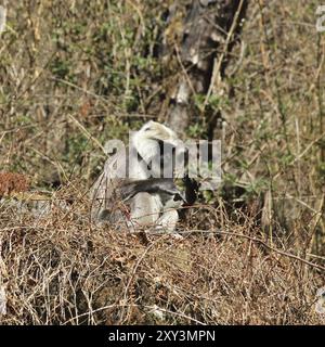 Grey langur monkey sitting in the bush. Scene near Lama Hotel, Langtang National Park, Nepal, Asia Stock Photo