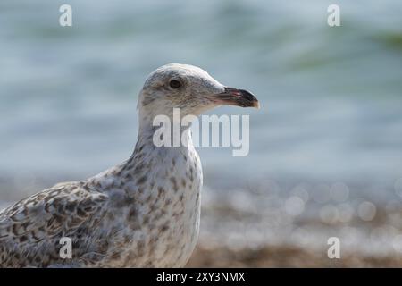 Young seagull walking on a sand beach Stock Photo