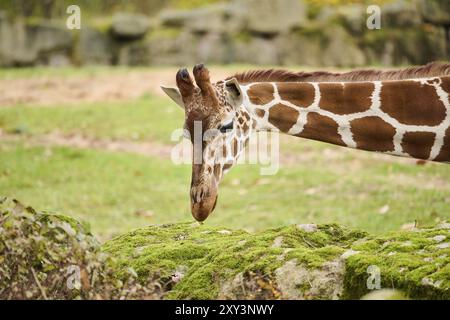 Reticulated giraffe (Giraffa camelopardalis reticulata), portrait, Germany, Europ, Europe Stock Photo