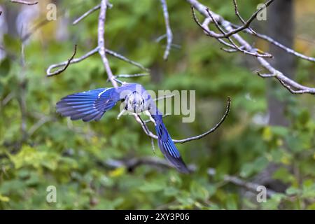 The Blue jay (Cyanocitta cristata) in flight Stock Photo