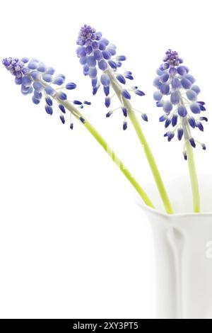 Grape hyacinths on a white background Stock Photo