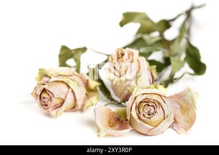 Three withered roses on a white background Stock Photo