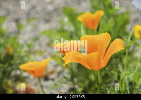 California poppy, California poppy 36 Stock Photo