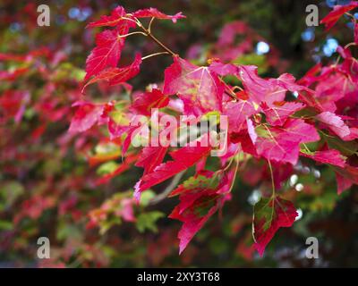 Maple Leaves Turning Red in the Autumn Sunshine Stock Photo