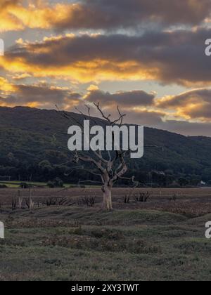 A tree trunk in the evening light over the Porlock Marshes, Somerset, England, UK Stock Photo