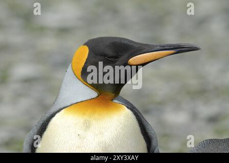 Portrait of a King Penguin Aptenodytes patagonica, South Georgia Island Stock Photo