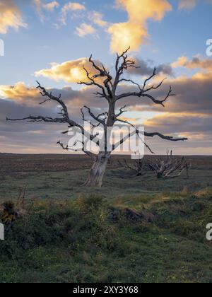 A tree trunk in the evening light over the Porlock Marshes, Somerset, England, UK Stock Photo