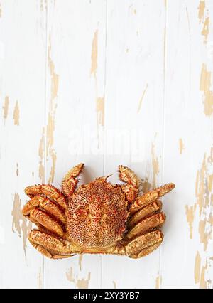 One freshly cooked crab on rustic white wooden table. Top view Stock Photo