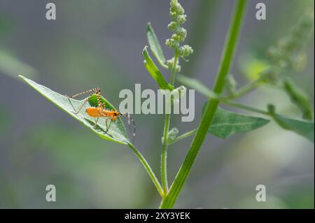 Orange Assassin Bug (Pselliopus barberi) nymph Stock Photo