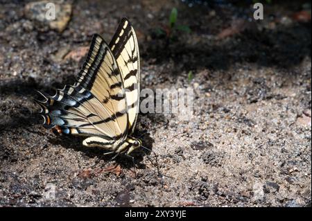 Two-tailed Swallowtail Butterfly (Papilio multicaudata) Stock Photo