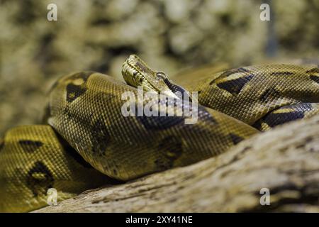 Red-tailed boa (Boa constrictor) Stock Photo