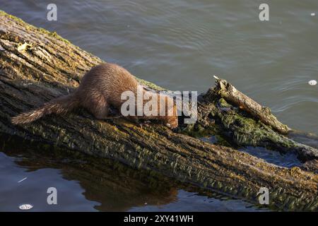 American mink (Neovison vison) on the hunt on the lake Michigan Stock Photo