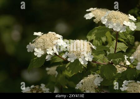 Hydrangea quercifolia, commonly known as oakleaf hydrangea or oak-leaved hydrangea Stock Photo