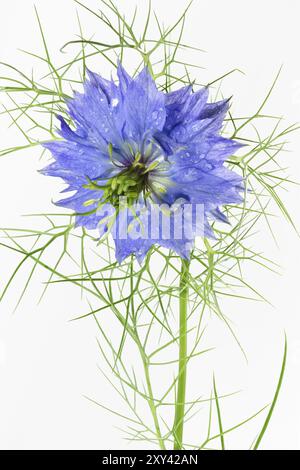 Love-in-a-mist (Nigella damascena), cropped Stock Photo