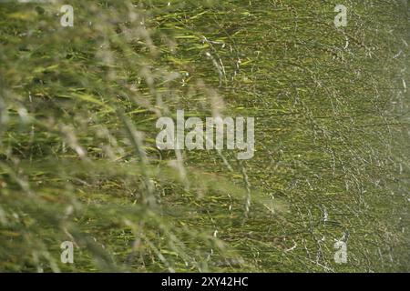 Perennial ryegrass Stock Photo