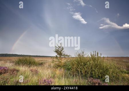 Rainbow over marsh with heather, Fochteloerveen, Drenthe, Netherlands Stock Photo