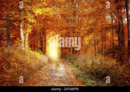 A forest path in a deciduous forest in autumn, the sun shines at the end of the path Stock Photo