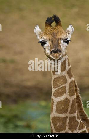 Young Uganda giraffe or rothschild's giraffe (Giraffa camelopardalis rothschildi) Stock Photo