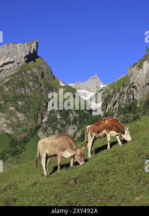 Summer scene in Appenzell Canton, Switzerland, Cows grazing on a mountain meadow below Mt Santis, Europe Stock Photo