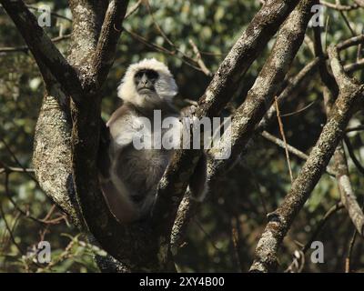 Grey langur monkey sitting on a tree. Scene in the Langtang national park, Nepal, Asia Stock Photo