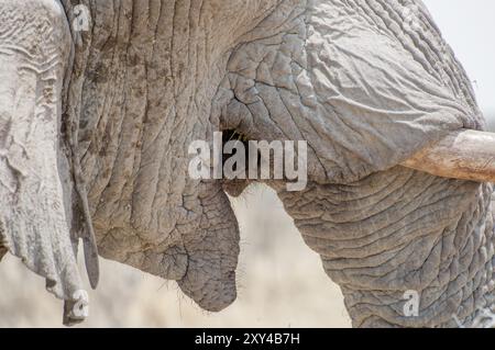 A close view of the mouth of an elephant showing the acacia thorns still stuck inside his mouth Stock Photo