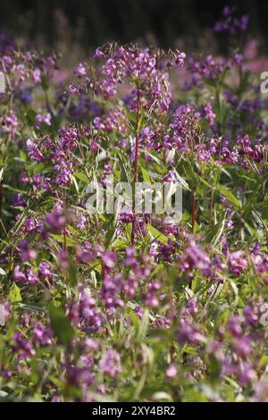 Himalayan or Indian balsam Stock Photo