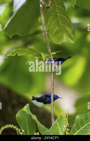 The red-legged honeycreeper (Cyanerpes cyaneus), two adult males on a branch, blue birds in the tropical rainforest, Corcovado National Park, Osa, Pun Stock Photo