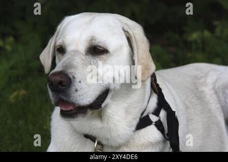 Cream coloured Labrador Retriever Stock Photo