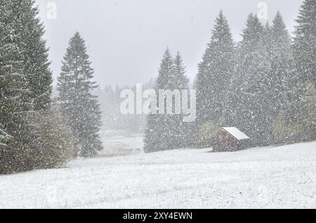 Heavy snowstorm over alpine meadows in forest, Bavaria, Germany, Europe Stock Photo