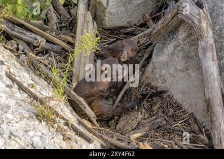 American mink (Neovison vison) on the hunt on the lake Michigan Stock Photo