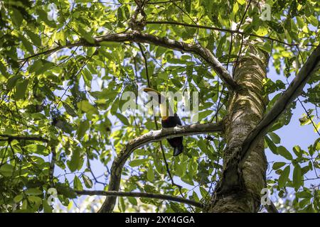 Black-mandibled toucan (Ramphastos ambiguus) sitting on a branch, tropical rainforest, Corcovado National Park, Osa, Puntarena Province, Costa Rica, C Stock Photo