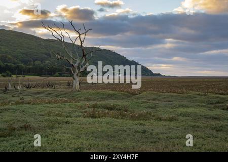 A tree trunk in the evening light over the Porlock Marshes, Somerset, England, UK Stock Photo