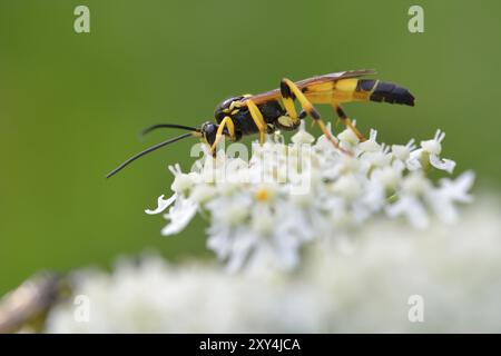 Yellow ichneumon wasp foraging. Ichneumonidae on a flower Stock Photo