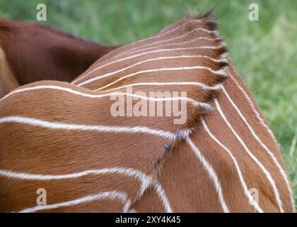 Close up of an Eastern Bongo laying on the grass Stock Photo