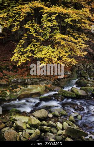 Creek in autumn forest scenery of Karkonosze Mountains, Sudety, Poland, Europe Stock Photo