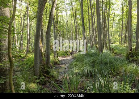 German moor Forest landscape with ferns, moss, grass and deciduous trees in summer Stock Photo